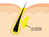 メンズエステ　皮脂線